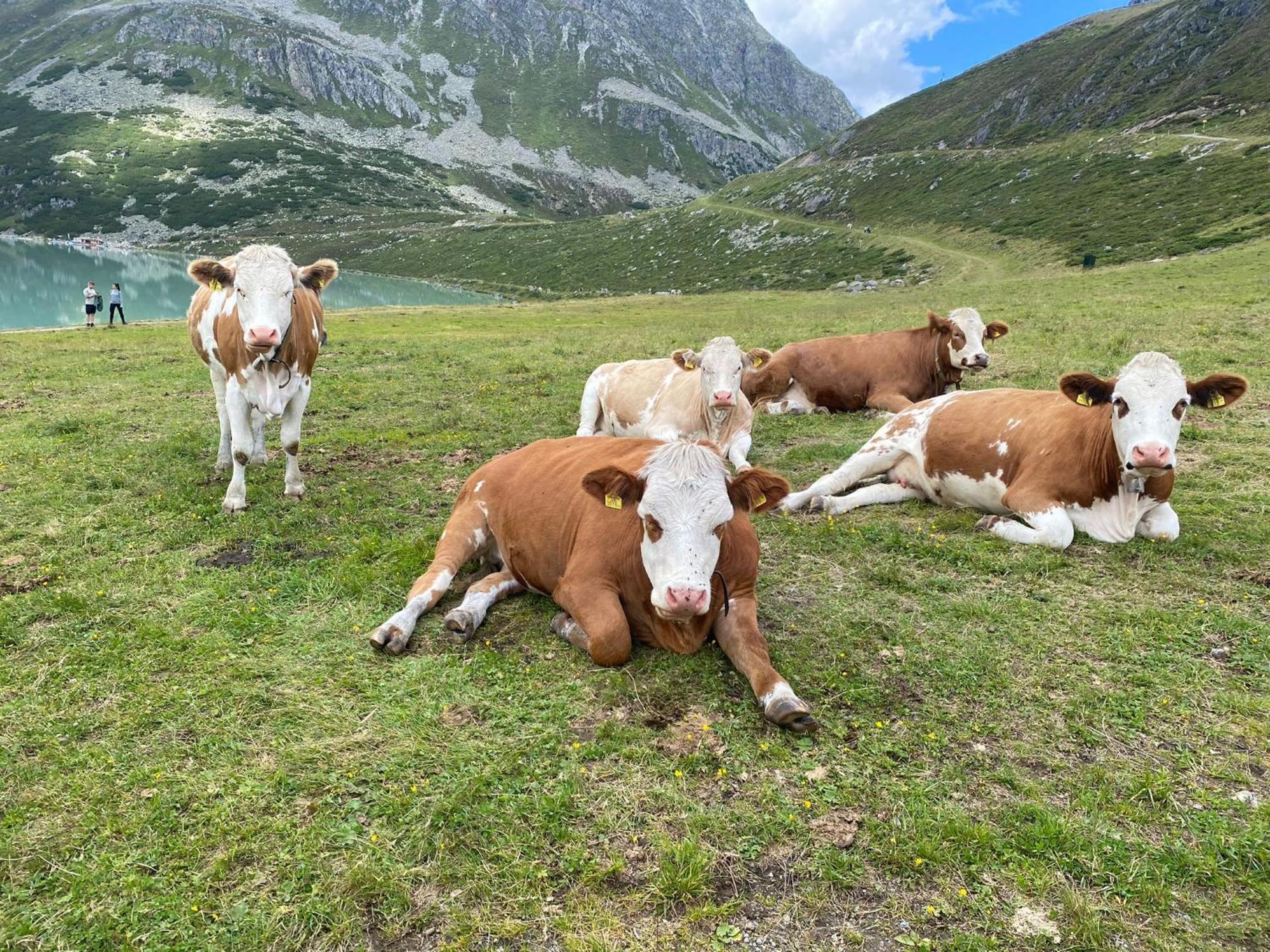 菲林霍夫贝克豪夫公寓 阿泽皮茨陶 客房 照片